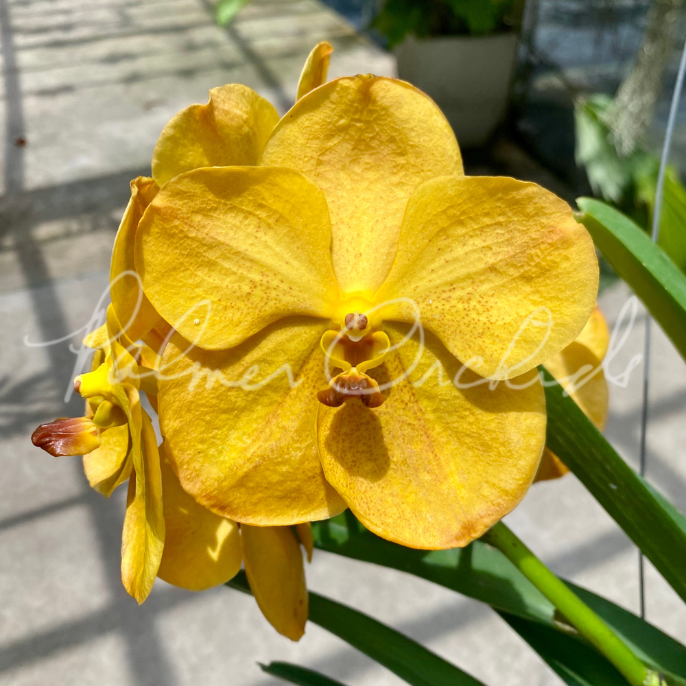Vanda Nopporn Gold x Tubtim Velvet — Palmer Orchids